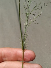 Eragrostis amurensis