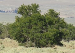 Prosopis tamarugo