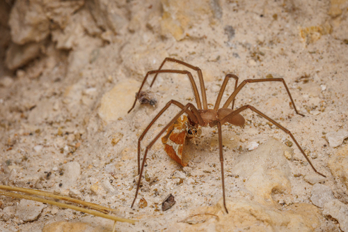 Big Bend Recluse