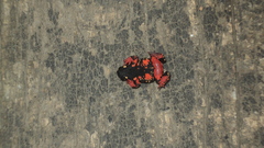 Melanophryniscus diabolicus