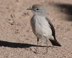 Muscisaxicola rufivertex