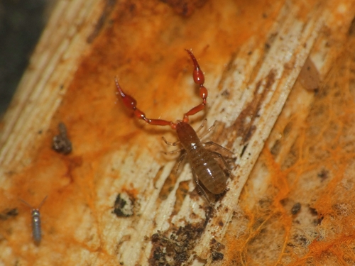 Cambridge's Two-eyed Chelifer
