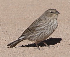 Plumbeous Sierra-Finch photo 4