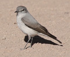 Muscisaxicola rufivertex