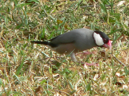 Java Sparrow