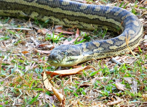 Coastal Carpet Python sighting