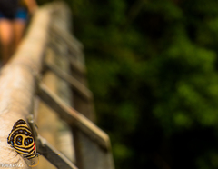 Catagramma pygas thamyras