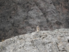 Otospermophilus variegatus