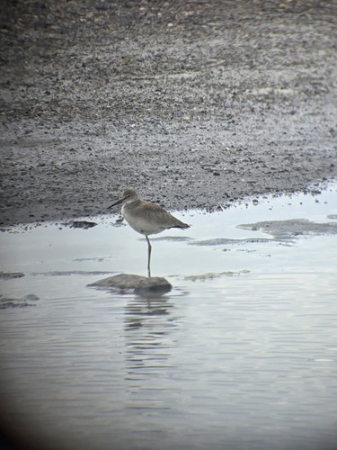 Willet