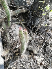 Nyctocereus serpentinus