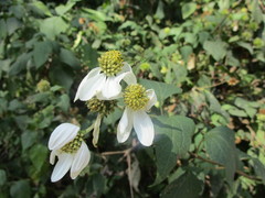 Montanoa frutescens