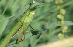 Conocephalus longipes