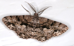 Hypomecis externaria