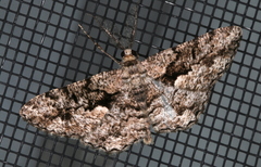 Hypomecis externaria