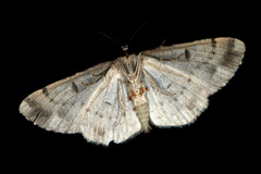 Hypomecis externaria