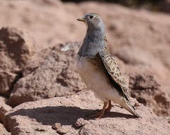 Thinocorus orbignyianus