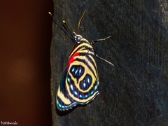 Catagramma pygas thamyras