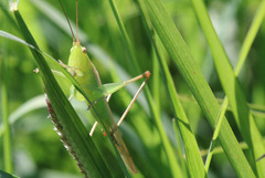 Conocephalus longipes