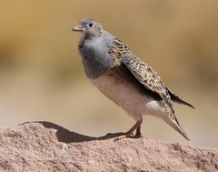 Thinocorus orbignyianus