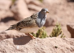 Thinocorus orbignyianus