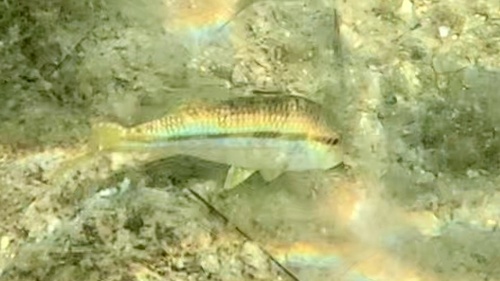 Mullus surmuletus