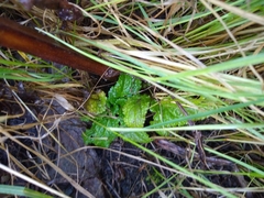 Scrophularia auriculata