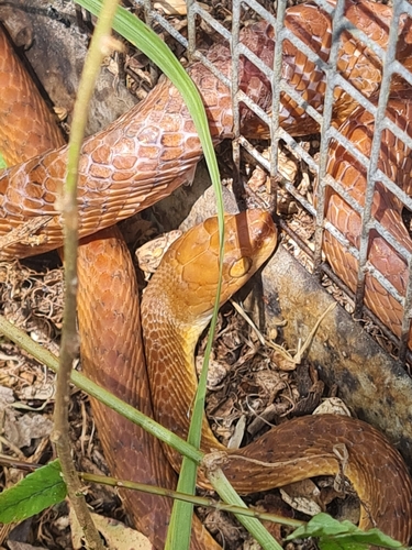 Brown Tree Snake sighting