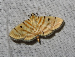 Notarcha tigrina