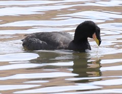 Fulica cornuta
