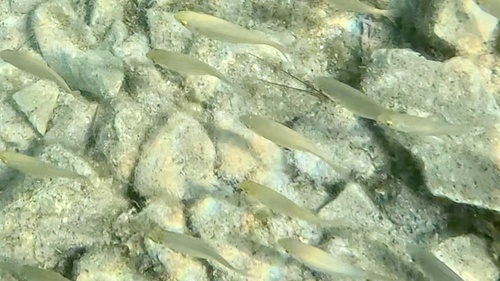 Sarpa salpa