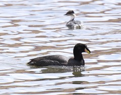 Fulica cornuta