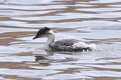 Podiceps occipitalis juninensis