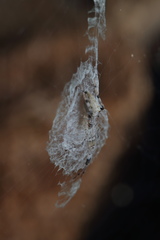 Zosis geniculata