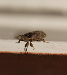 Mitrastethus baridioides