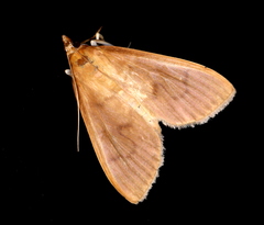 Protonoceras mitis