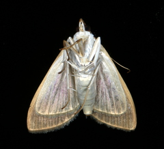 Protonoceras mitis