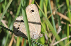 Stegosatyrus periphas