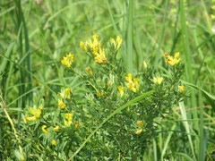 Chamaecytisus austriacus