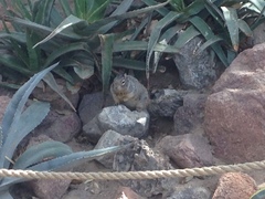 Otospermophilus variegatus