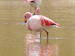 Phoenicoparrus jamesi