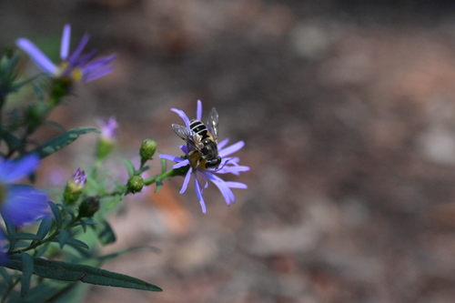 Unknown species found near Summit Ave, Eugene, OR, US