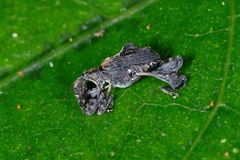 Stephanorhynchus lawsoni