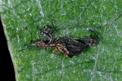 Stephanorhynchus lawsoni