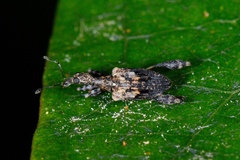 Stephanorhynchus lawsoni