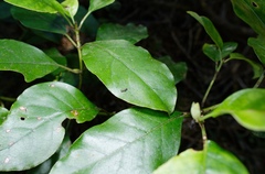 Stephanorhynchus lawsoni