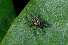 Stephanorhynchus lawsoni