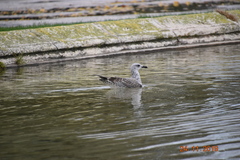 Larus michahellis