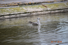 Larus michahellis