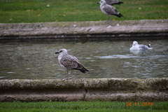 Larus michahellis