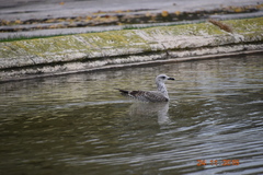 Larus michahellis